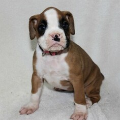 Boxer Puppy for sale in SINKING SPRING, PA, USA