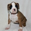 Small Photo #1 Boxer Puppy For Sale in SINKING SPRING, PA, USA