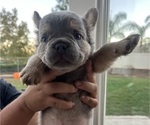 Puppy Gucci French Bulldog