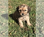 Small Photo #2 Shih-Poo Puppy For Sale in BOWLING GREEN, KY, USA