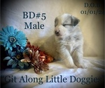 Small Photo #2 Australian Shepherd Puppy For Sale in BLACKSBURG, VA, USA
