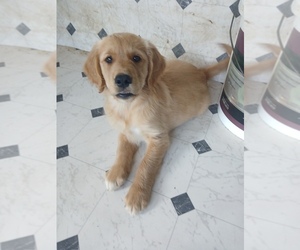 Golden Retriever Puppy for sale in GOSHEN, NH, USA
