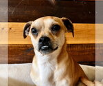 Small #1 Chihuahua
