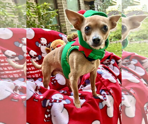 Medium Photo #1 Chihuahua-Unknown Mix Puppy For Sale in Missouri City, TX, USA