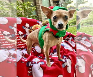 Chihuahua-Unknown Mix Dogs for adoption in Missouri City, TX, USA