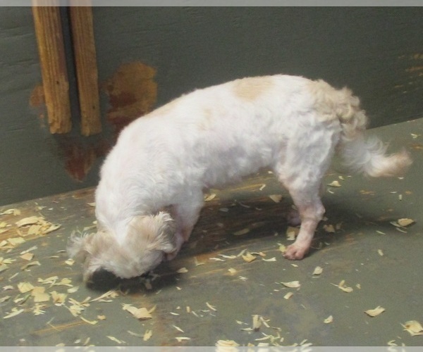 Medium Photo #9 Shih Tzu Puppy For Sale in CARROLLTON, GA, USA