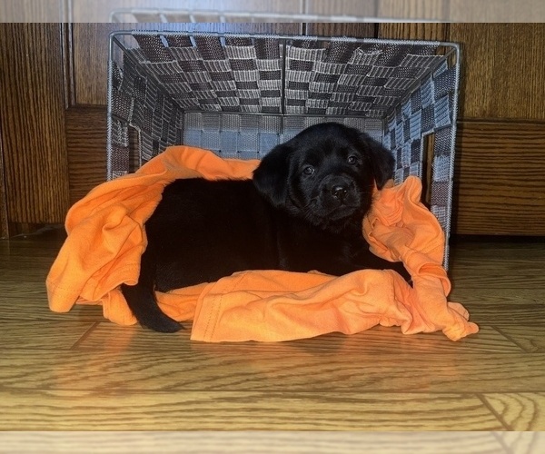 Medium Photo #1 Labrador Retriever Puppy For Sale in CADWELL, IL, USA