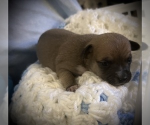 Chihuahua Puppy for sale in NORTON, MA, USA