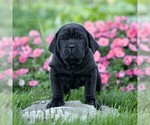 Image preview for Ad Listing. Nickname: Napoleon