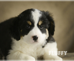 Australian Shepherd-Samoyed Mix Puppy for sale in BONDUEL, WI, USA
