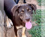 Small Catahoula Leopard Dog-Labrador Retriever Mix