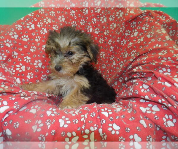 Medium Photo #3 Yorkshire Terrier Puppy For Sale in PATERSON, NJ, USA