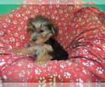 Small #2 Yorkshire Terrier