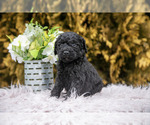 Small #2 Poodle (Standard)