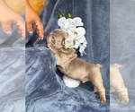 Small #1 French Bulldog