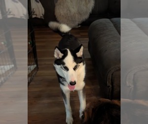 Ginger (Husky) - Female Siberian Husky Dog for Adoption - Photo #7