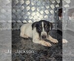 Image preview for Ad Listing. Nickname: Litter of 5