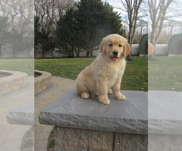 Medium Photo #7 Golden Retriever Puppy For Sale in MECHANICSVILLE, MD, USA