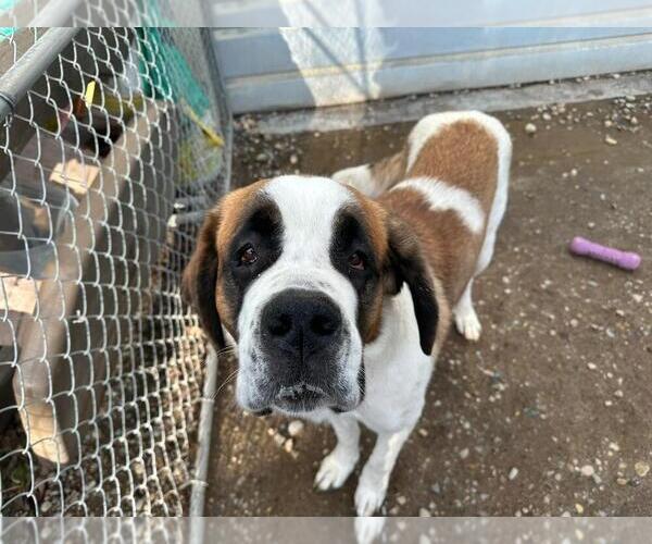 Medium Photo #4 Saint Bernard-Unknown Mix Puppy For Sale in Calgary, Alberta, Canada
