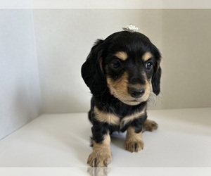 Dachshund Puppy for sale in WILEY, CO, USA