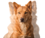 Small Photo #1 Alaskan Husky-German Shepherd Dog Mix Puppy For Sale in TUCSON, AZ, USA