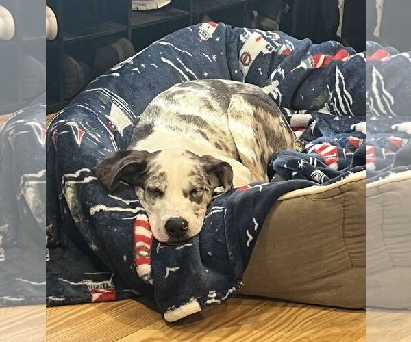Medium Photo #4 Australian Shepherd-Unknown Mix Puppy For Sale in Wakefield, RI, USA