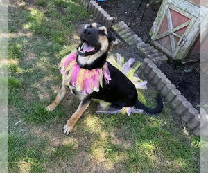 Mutt Dogs for adoption in Myrtle Beach, SC, USA