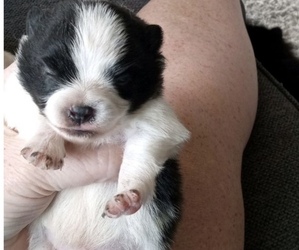 Pomeranian Puppy for sale in CASTLE HAYNE, NC, USA