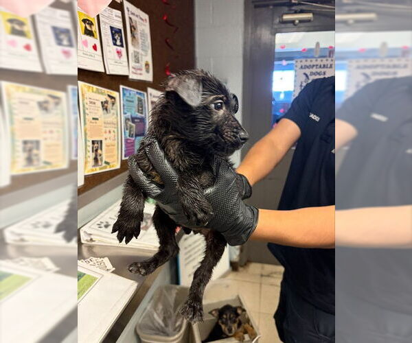 Medium Photo #1 German Shepherd Dog Puppy For Sale in Stockton, CA, USA