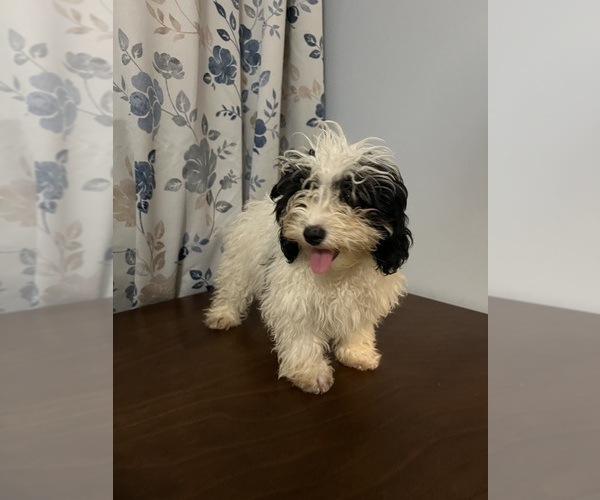 Medium Photo #19 Cavapoo-Poodle (Miniature) Mix Puppy For Sale in DURHAM, CT, USA