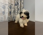 Small #18 Cavapoo-Poodle (Miniature) Mix