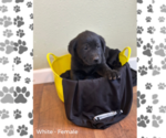 Small Photo #4 Labrador Retriever Puppy For Sale in BROWERVILLE, MN, USA