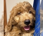 Puppy Puppy 6 Goldendoodle (Miniature)