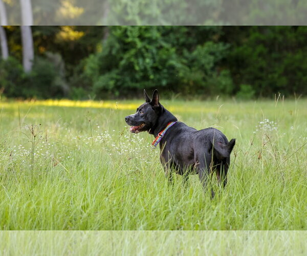 Medium Photo #8 German Shepherd Dog-Unknown Mix Puppy For Sale in  Gainesville, FL, USA