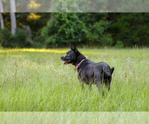 Charlotte Webb - Female German Shepherd Dog-Unknown Mix Dog for Adoption - Photo #8