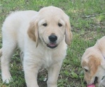 Small #5 English Cream Golden Retriever