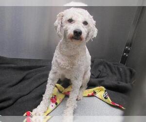 Poodle (Miniature) Dogs for adoption in Orange, CA, USA