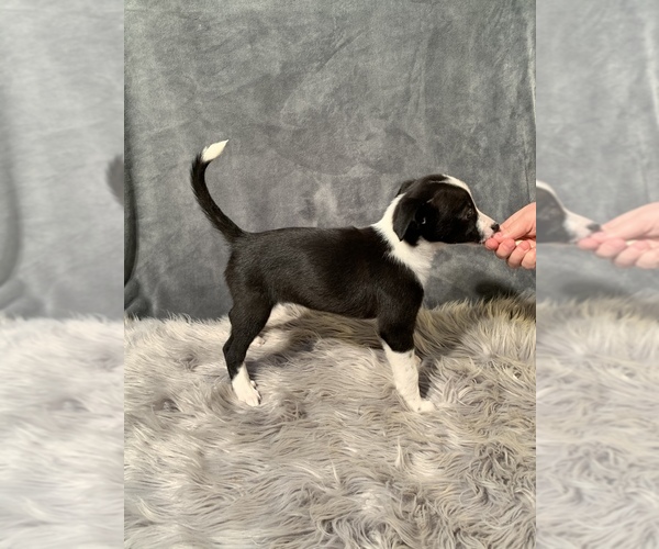Medium Photo #7 Border Collie Puppy For Sale in LECOMA, MO, USA