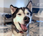 Small #2 Siberian Husky