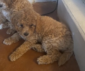 Bichpoo-Goldendoodle Mix Puppy for sale in STUART, FL, USA