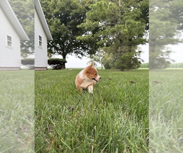 Medium Photo #46 Pembroke Welsh Corgi Puppy For Sale in MILFORD, IN, USA