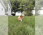 Small Photo #46 Pembroke Welsh Corgi Puppy For Sale in MILFORD, IN, USA