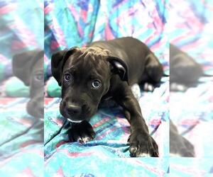 Labrador Retriever-Unknown Mix Dogs for adoption in Bakersfield, CA, USA