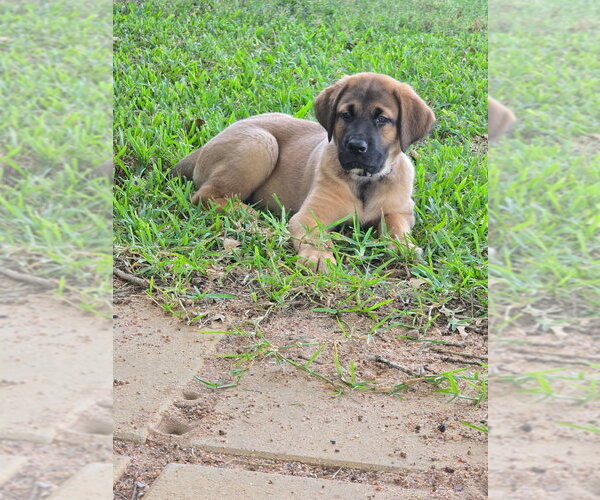Medium Photo #5 Great Dane-Labrador Retriever Mix Puppy For Sale in Bullard, TX, USA