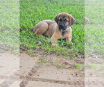 Small #4 Great Dane-Labrador Retriever Mix