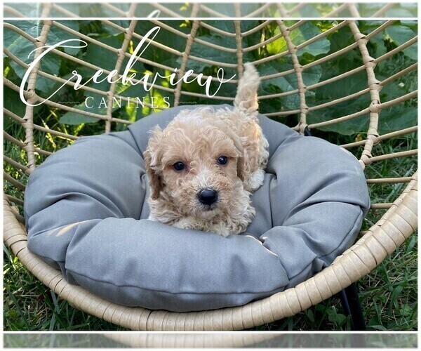 Medium Photo #2 Poochon Puppy For Sale in NIANGUA, MO, USA