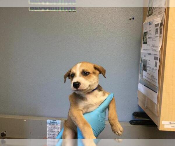 Medium Photo #1 Mutt Puppy For Sale in Riverside, CA, USA
