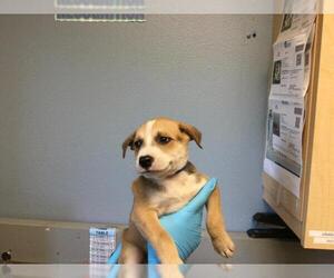 Mutt Dogs for adoption in Riverside, CA, USA