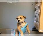FELDSPAR - Male Mutt Dog for Adoption - Small photo