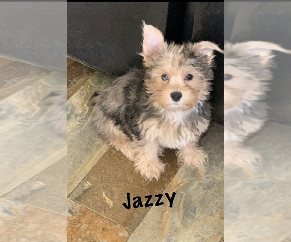 Medium Photo #1 Yorkshire Terrier Puppy For Sale in ALVORD, IA, USA